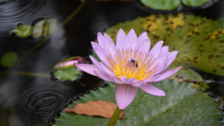Purple flower bee lily pond - nature photography free wallpaper
