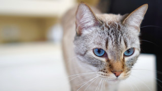 Blue eyes cat closeup blur - blue eye free wallpaper for desktop