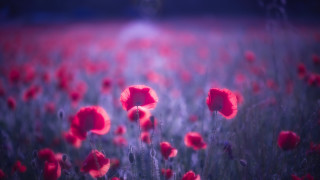 Red flowers person vivid color - a person in the background free wallpaper