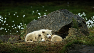 Polar bears rocky hillside christmas - polar free wallpaper