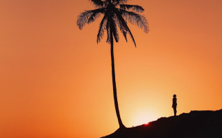 Hill palm sunset outdoors twilight - a palm tree in the background free wallpaper