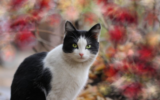 Black white green eyes cat - cat free wallpaper