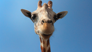 Giraffe sky blue clouds outdoors - facial free wallpaper