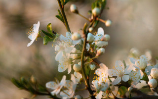 White flowers green leaves sunlight - a blurry background of trees and bushes free wallpaper