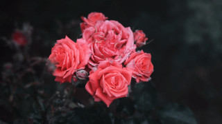 Pink roses bouquet neoplasticism depth - pink rose free wallpaper