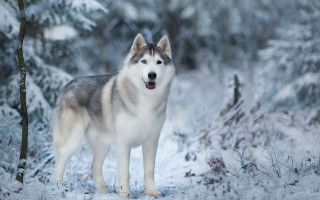 Husky snow forest winter naturalism - a husky dog free wallpaper