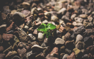 Small green plant rocks gravel - florianne becker free wallpaper