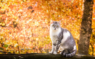 Cat fence autumn leaves blurry - a cat free wallpaper for desktop