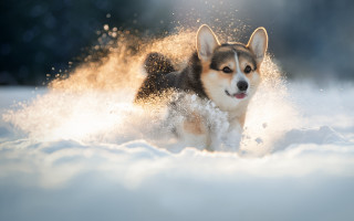 Dog snow shiba inu impressionist - face and mouth free wallpaper