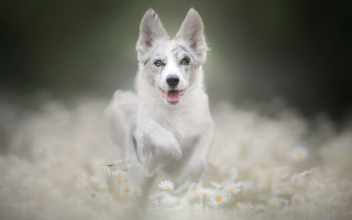 Dog running daisies open mouth - tongue free wallpaper