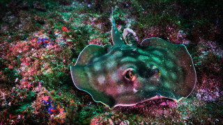 Stingfish holography puzzle biolu minescence - tail free wallpaper