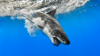 Shark underwater ocean blue fin - a white tip free wallpaper