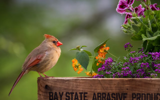 Bird perched flower box tilt - a bird free wallpaper for desktop