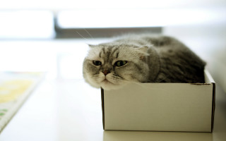 Cat box sad blurry depthoffield - a box free wallpaper