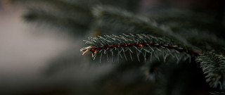 Pine branch needles macro shallow - needle and needles free wallpaper