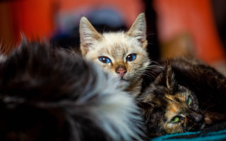 Cat blue eyes bed neoplasticism - a cat free wallpaper
