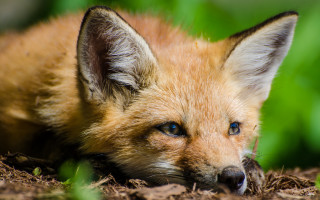Small fox sad look grass - a small fox free wallpaper