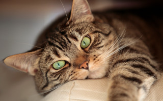 Cat green eyes sad look 2 - eye free wallpaper