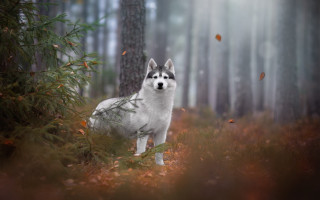 White dog forest falling leaves - caspar wolf free wallpaper
