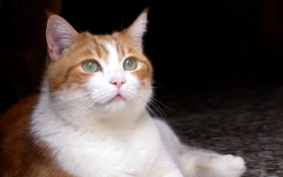 Sad white cat green eyes - carlos catasse free wallpaper for desktop