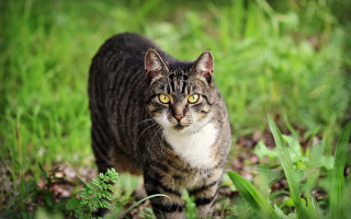 Curious cat yellow eyes grassy - a grassy field free wallpaper
