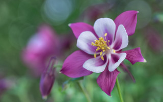 Purple white flower green bokeh - naturalism free wallpaper