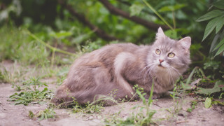 Sad cat in grass bushes - a stock photo free wallpaper
