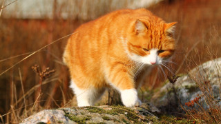 Cat rock field grass blurry - primitivism free wallpaper