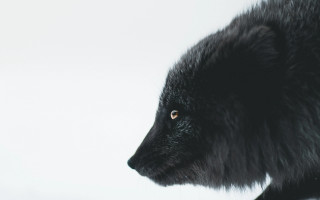 Black bear nature portrait animal - this image free wallpaper