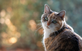 Cat table portrait bokeh animal - brenda chamberlain free wallpaper