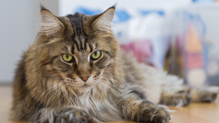 Regal cat on wooden floor - regal free wallpaper