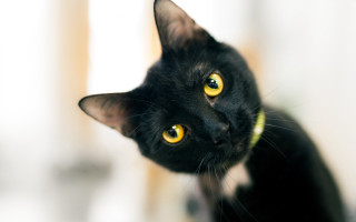 Black cat yellow eyes looking 4 - a black cat free wallpaper