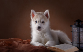 White dog blue eyes bed - a bed next free wallpaper