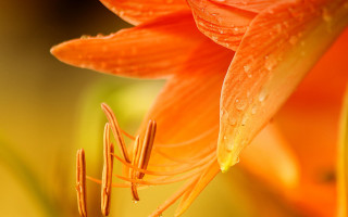 Flower water droplets green background 3 - anne rigney free wallpaper