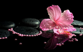 Pink flower black rock water - still free wallpaper
