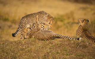 Cheetah cubs playing grass wild - wild free wallpaper