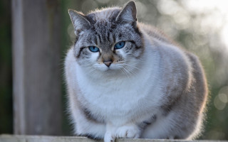 Cat blue eyes fence post - a wooden fence post free wallpaper