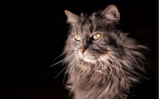 Cat whiskers black background yellow - renaissance free wallpaper