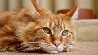 Sad cat floor photorealism blurry - a photorealistic painting free wallpaper