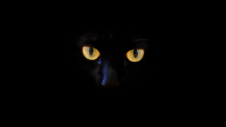 Black cat yellow eyes dark 5 - dark background free wallpaper