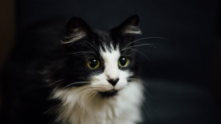 Black white cat green eyes 8 - cat free wallpaper