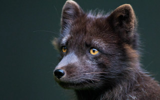Small animal yellow eyes black - primitivism free wallpaper