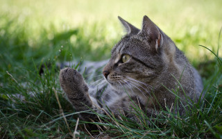 Cat grass paw up sky - sharp claw free wallpaper