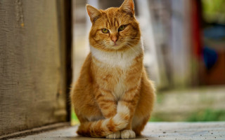 Sad orange cat carlos shiba - sad free wallpaper