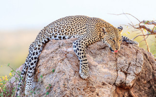 Leopard rock wild open mouth - wild free wallpaper