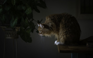 Cat table dark light plant - chiaroscuro free wallpaper