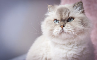 White cat blue eyes pink - a pink wall behind free wallpaper