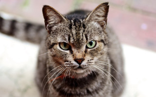 Black cat green eyes shallow - a stock photo free wallpaper
