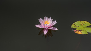 Pink water lily lake leaf - 3 d free wallpaper