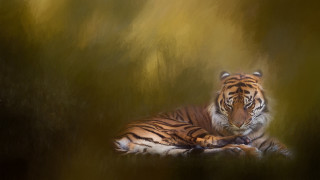 Tiger laying down grass closed - a tiger free wallpaper